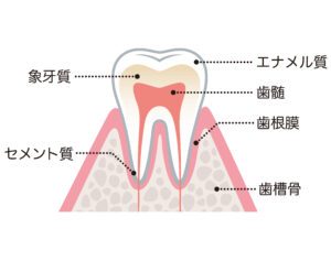 目黒区・目黒本町・碑文谷の碑文谷コート歯科では、出来る限り歯を残す治療に力を入れています。