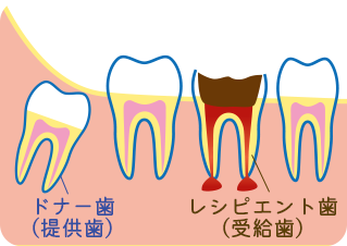 各歯の名称